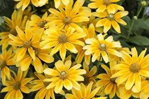 Moselle: Black-eyed Susan Prairie Sun in bloom in a garden