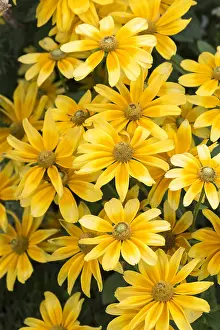 Moselle: Black-eyed Susan Prairie Sun in bloom in a garden