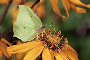 Brimstone: Black-eyed Susan, Rudbeckia cultivar, Side view