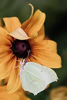 Brimstone: Black-eyed Susan, Rudbeckia hirta Goldilocks