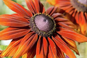 Tough: Black-eyed Susan, Rudbeckia hirta Moreno, orange tinged ma