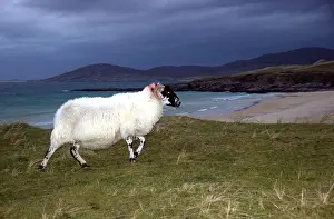 Heaths: Black-face sheep at night on the moor Harris Hebrides