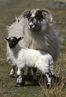 Islets: Black Face sheeps in front of a little loch Harris Island