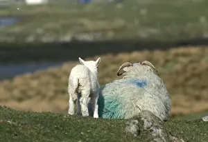 Islets: Black Face sheeps in front of a little loch Harris Island