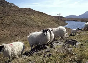 Islets: Black Face sheeps in front of a little loch Harris Island