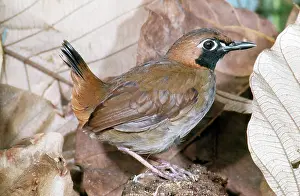 John Dunning: Black-faced Antthrush