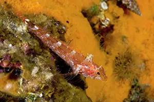 Blennies: Black-faced blenny female, Tripterygion delaisi, Ischia Isl