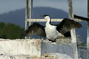 Fuscescens: Black-faced Cormorant