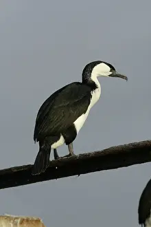 Fuscescens: Black-faced Cormorant