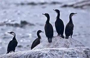 Fuscescens: Black-faced Cormorant