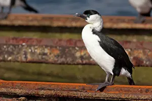 Shags: Black-faced Cormorant / Black-faced Shag