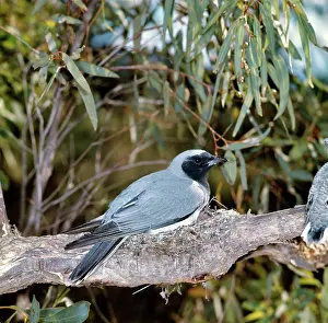 Shrikes: Black-faced Cuckoo-shrike