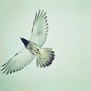 Novahollandiae: Black-faced Cuckoo-shrike