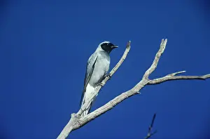 Novahollandiae: Black-faced Cuckoo-shrike