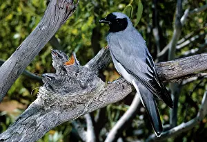 Novahollandiae: Black-faced Cuckoo-shrike