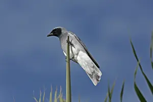 Cuckoo: Black-faced Cuckoo-shrike