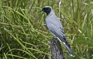 Cuckoo: Black-faced CUCKOO SHRIKE