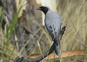 Cuckoo: Black-faced CUCKOO SHRIKE