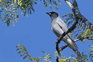 Coracina: Black-faced Cuckooshrike