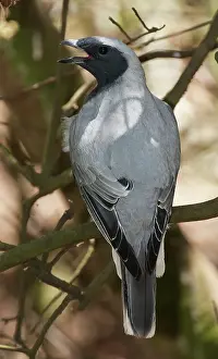 Novaehollandiae: Black-faced Cuckooshrike