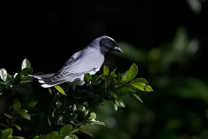 Leafy: Black-faced Cuckooshrike - perched on a leafy branch