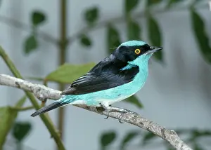 Lineata: Black-faced Dacnis - Perched on branch