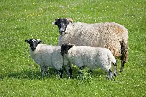 Islay: Black-faced ewe sheep and lambs