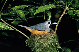 Graeme Chapman: Black-faced Flycatcher / Monarch