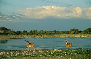 Petersi: Black-faced Impala - 2 males at a waterhole; in