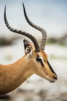 Petersi: Black-faced impala (Aepyceros melampus petersi)
