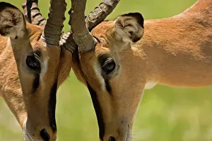 Petersi: Black Faced Impala - Males locking horns-close up