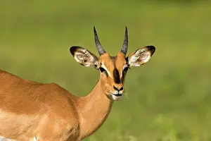 Petersi: Black Faced Impala - Portrait of a young male chewing