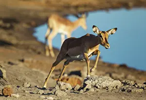Petersi: Black-Faced Impala - running female near a waterhole