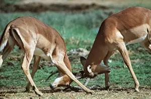 Impalas: BLACK-FACED IMPALA - x two, sparring