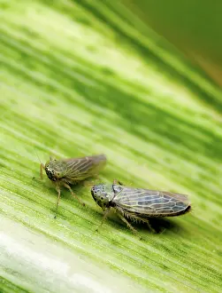 Streak: Black-faced leafhoppers