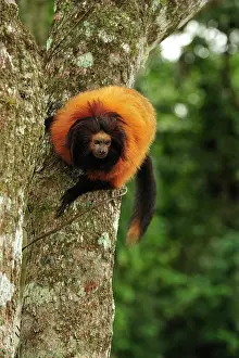 Leontopithecus: Black-faced Lion Tamarin / Superagui Lion Tamarin