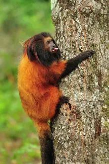 Leontopithecus: Black-faced Lion Tamarin / Superagui Lion Tamarin