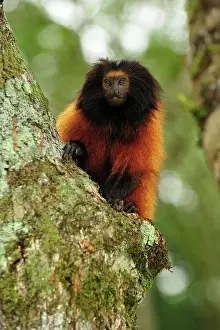 Leontopithecus: Black-faced Lion Tamarin / Superagui Lion Tamarin