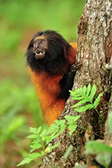 Leontopithecus: Black-faced Lion Tamarin / Superagui Lion Tamarin