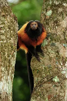 Leontopithecus: Black-faced Lion Tamarin / Superagui Lion Tamarin