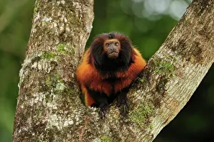 Leontopithecus: Black-faced Lion Tamarin / Superagui Lion Tamarin