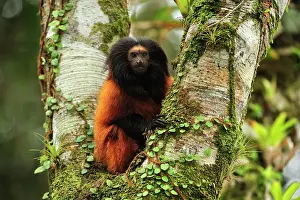 Leontopithecus: Black-faced Lion Tamarin / Superagui Lion Tamarin