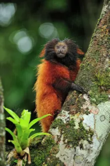 Leontopithecus: Black-faced Lion Tamarin / Superagui Lion Tamarin