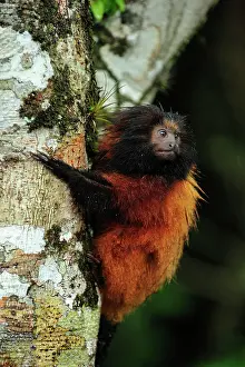 Leontopithecus: Black-faced Lion Tamarin / Superagui Lion Tamarin