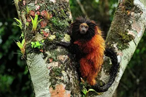 Leontopithecus: Black-faced Lion Tamarin / Superagui Lion Tamarin