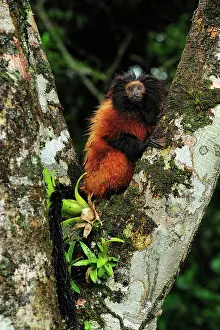 Leontopithecus: Black-faced Lion Tamarin / Superagui Lion Tamarin