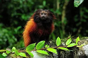 Leontopithecus: Black-faced Lion Tamarin / Superagui Lion Tamarin