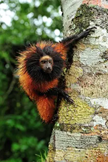 Leontopithecus: Black-faced Lion Tamarin / Superagui Lion Tamarin