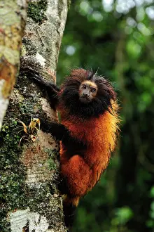 Leontopithecus: Black-faced Lion Tamarin / Superagui Lion Tamarin