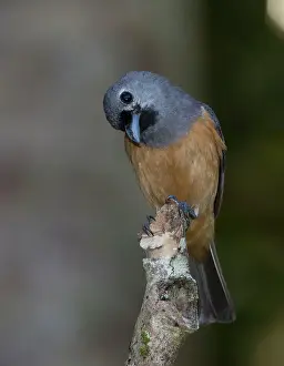 Monarchs: Black-faced Monarch